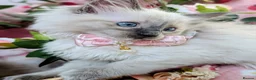 Maine Coon cats for sale: Maine coon ragdoll kittens for devoted owners in Paisley - Advert 8