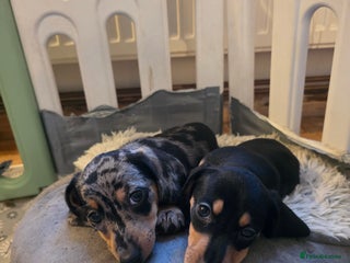 Miniature Dachshund dogs *ReAdY 2 Go* miniture dachshund puppies - Advert 3