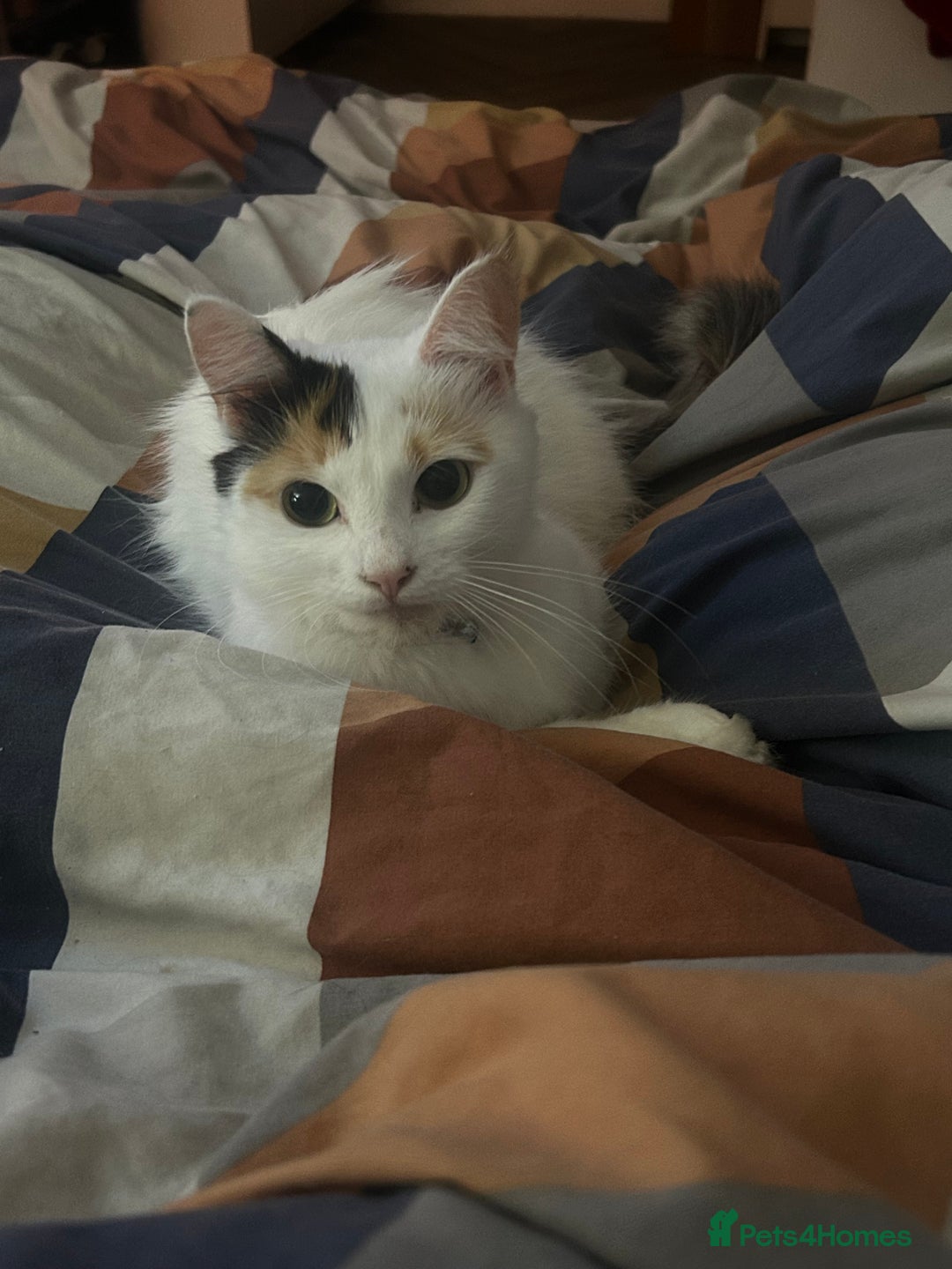 Turkish Van cats for sale: Longhaired Female Turkish van Cat for sale  - Advert 5