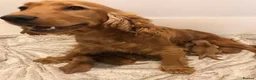 Cockapoo dogs for sale: F1 Golden Cockapoo Puppies  - Advert 11