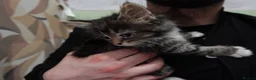 Domestic Shorthair cats for sale: Sweet little kittens looking new homes - Advert 5