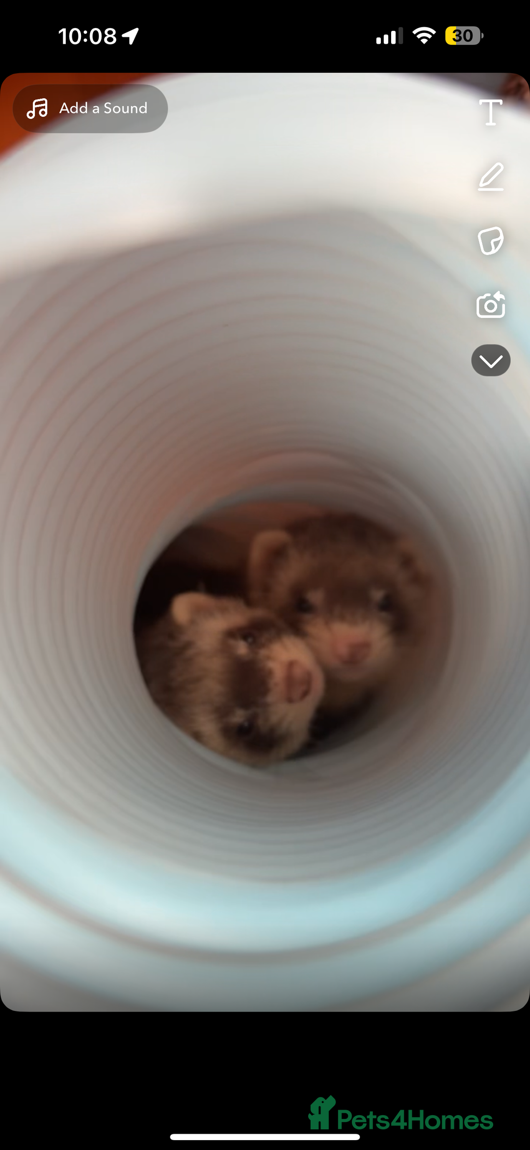 Ferret rodents for sale: Two female ferrets  - Advert 3
