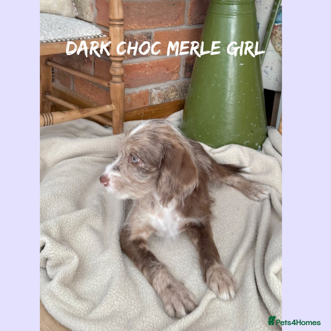 Mixed Breed dogs for sale: ☀️PERFECT POOGLES (beagleXminiature poodle)☀️ in Rhayader - Image 21