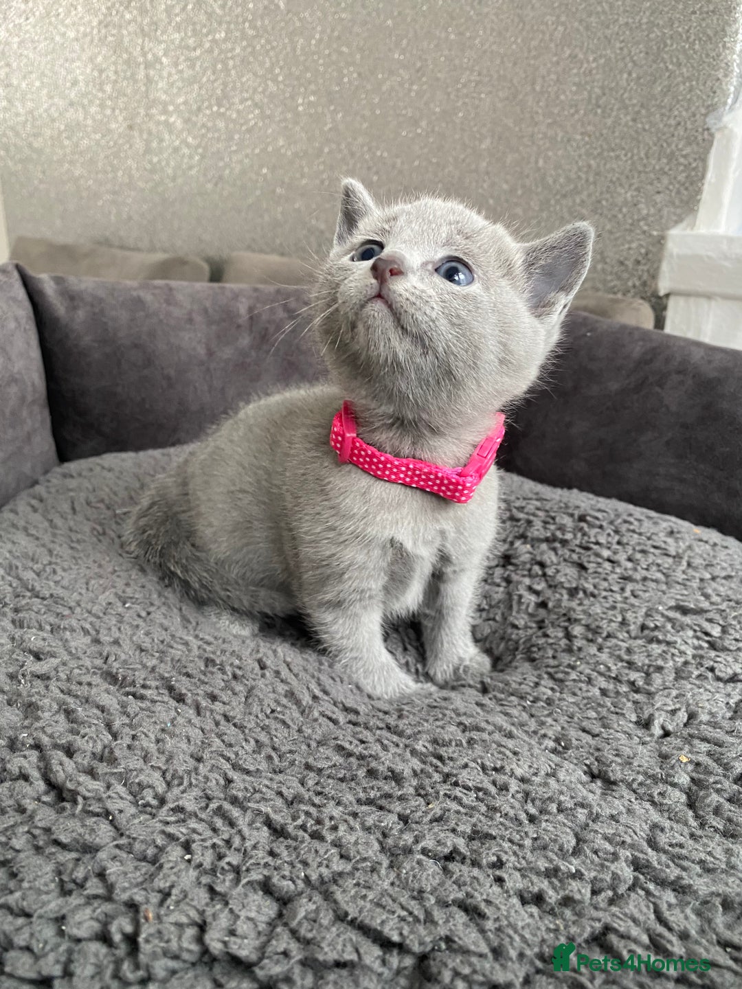 Russian Blue cats for sale: Russian blue kittens  - Advert 32