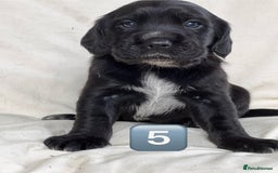 Mixed Breed dogs for sale: Outstanding sprollies pups for sale  - Image 32