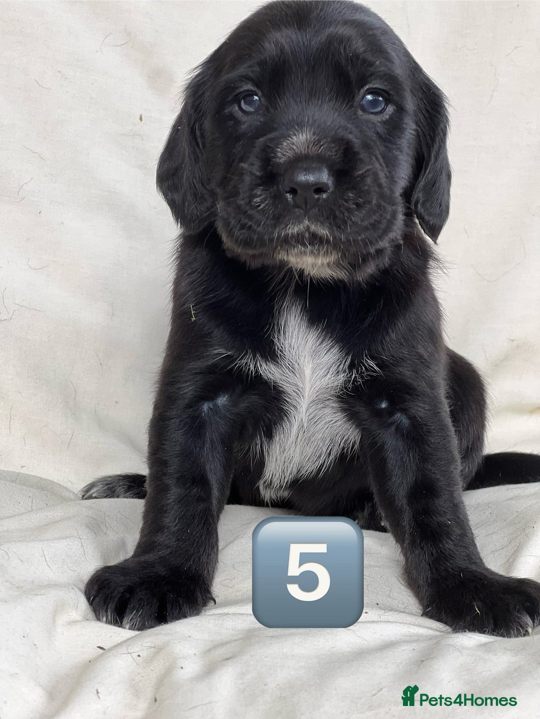 Mixed Breed dogs for sale: Outstanding sprollies pups for sale  - Image 32