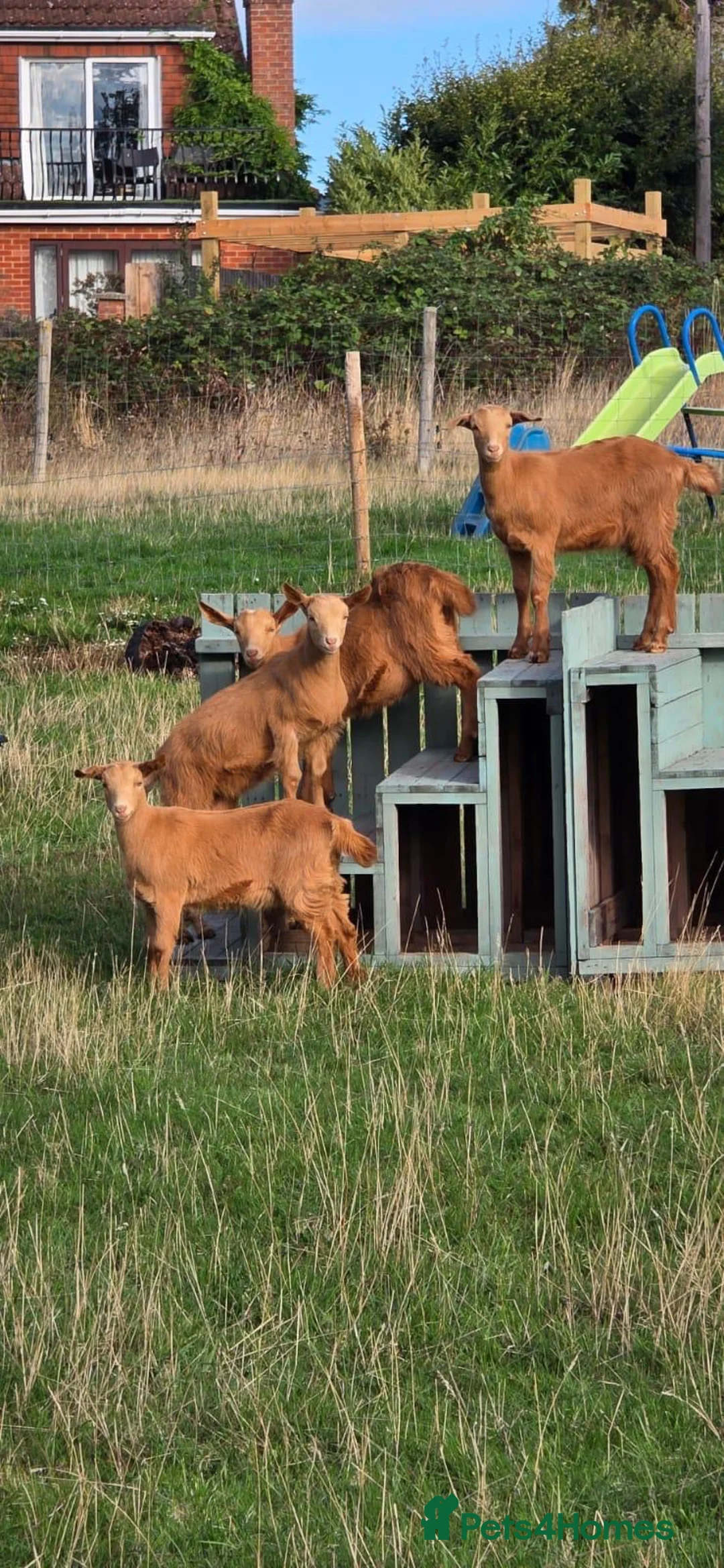 Goats livestock for sale: Golden Guernsey wethers - Wiltshire - Advert 1