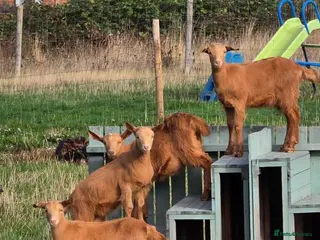 Goats livestock Golden Guernsey wethers - Wiltshire - Advert 17
