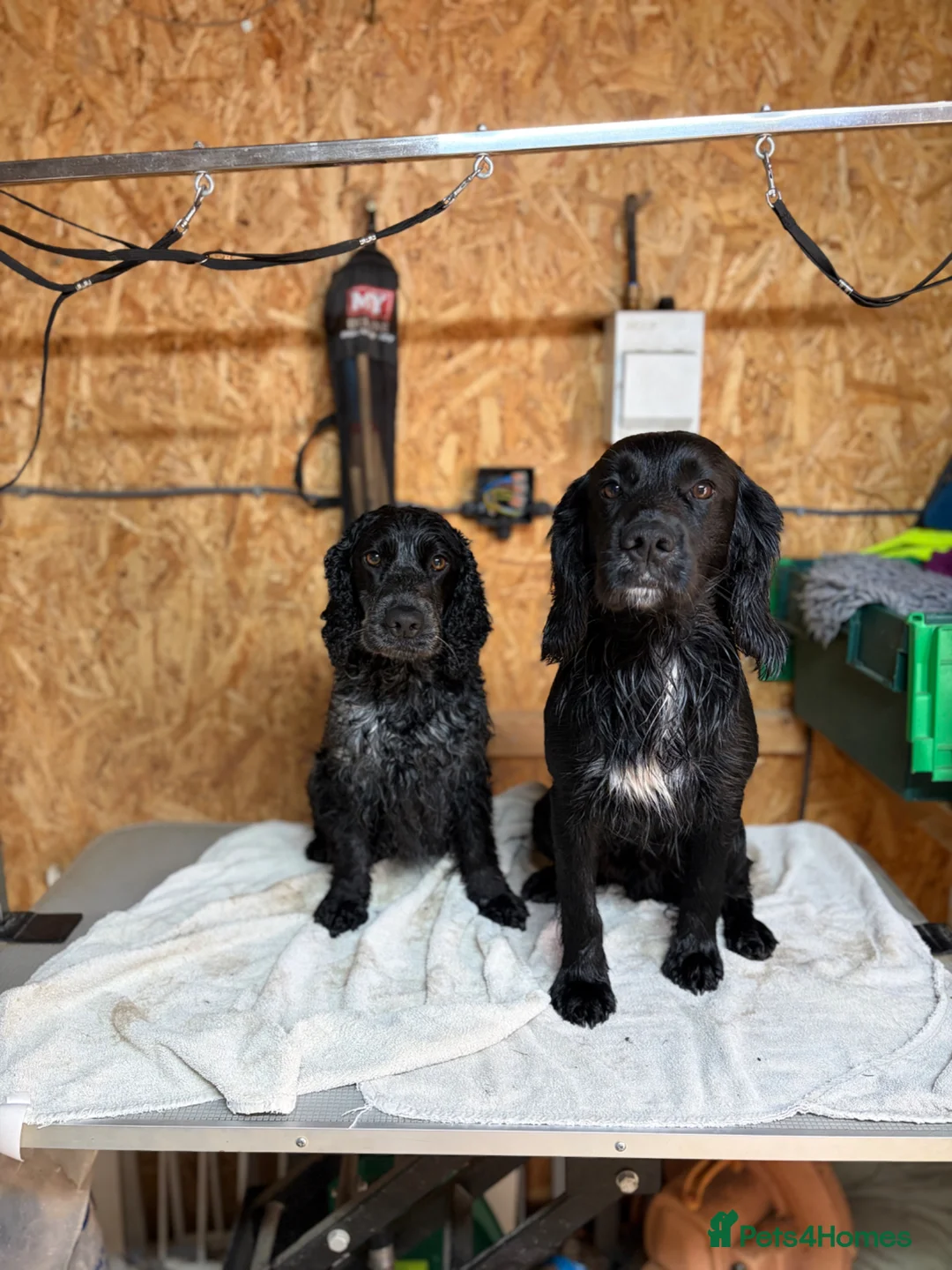 Cocker Spaniel dogs for sale: Working Cocker spaniel puppies in Chelmsford - Advert 2