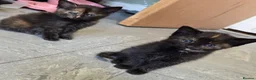 Domestic Shorthair cats for sale: 5 Beautiful female kittens for sale  - Advert 15