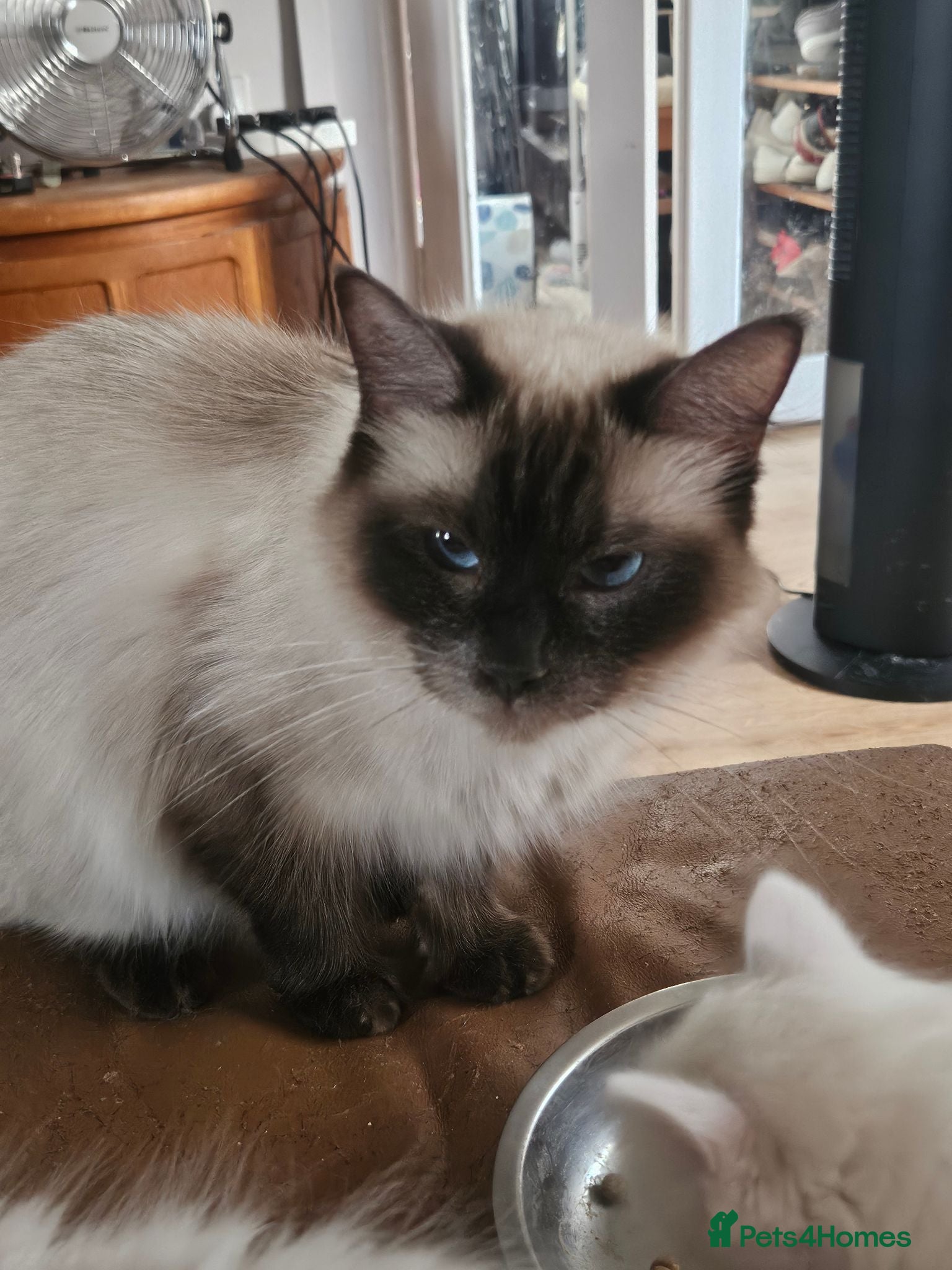 Ragdoll cats Ragdolls - Advert 1
