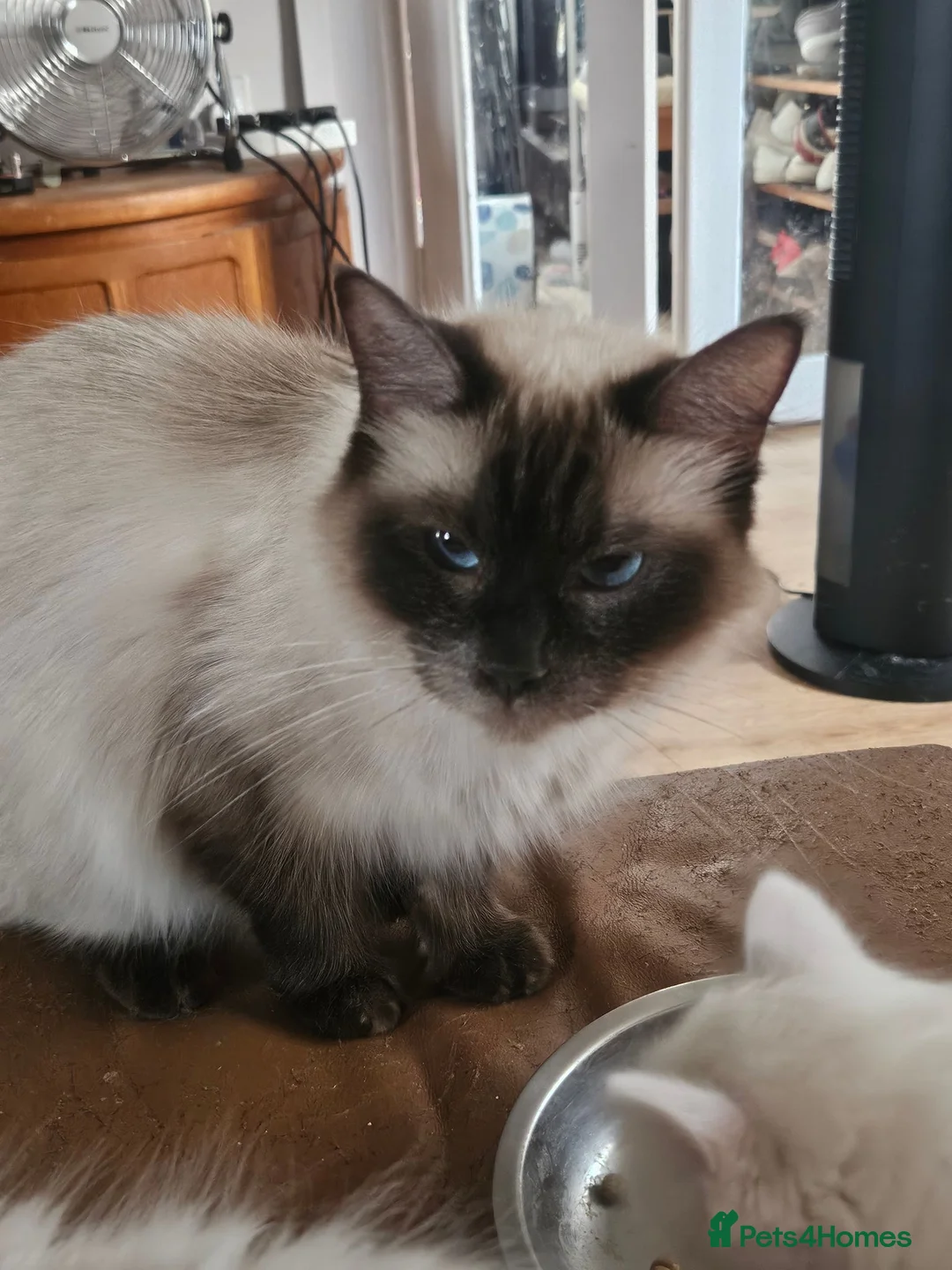 Ragdoll cats for sale: Ragdolls - Advert 1