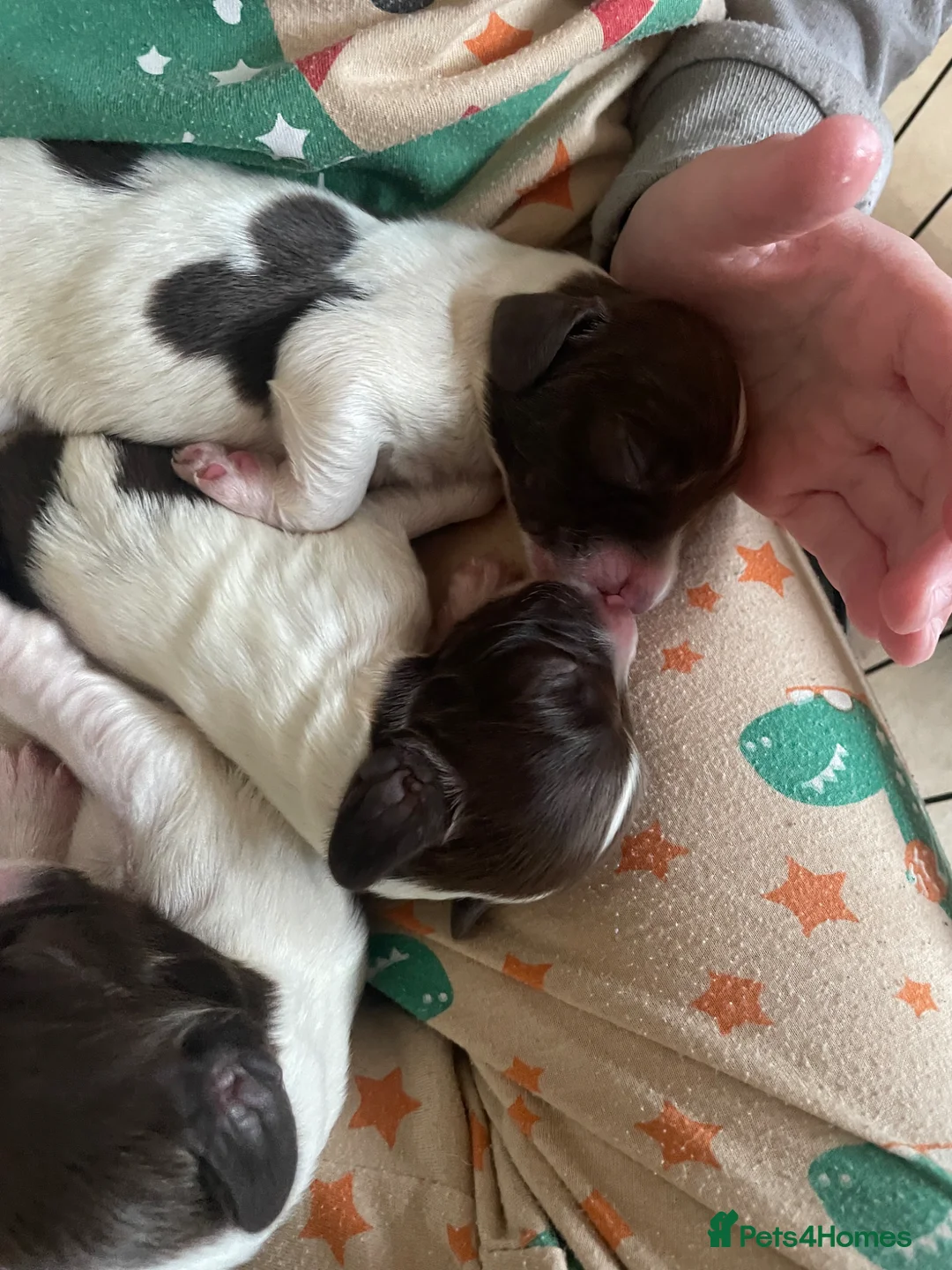 English Springer Spaniel dogs for sale: English springer spaniels  - Advert 2
