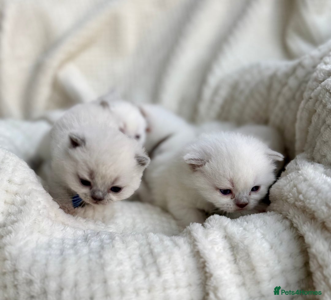 British Shorthair cats for sale: 5 lilac colour point kittens  - Advert 7
