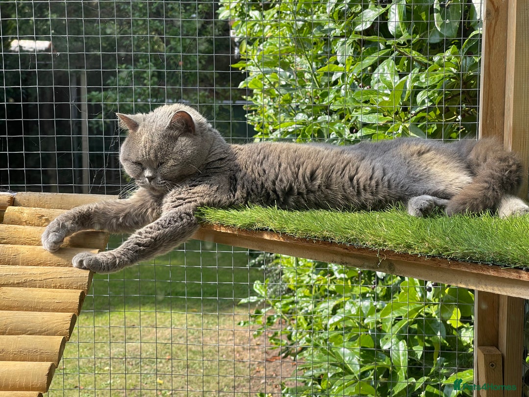 British Shorthair cats for sale: Bruce Brittish Shorthair 3 Years Old - Image 2
