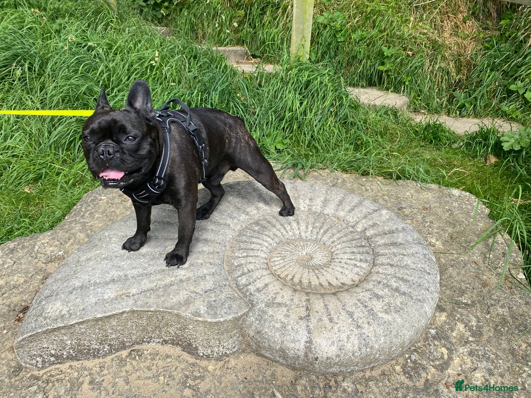 French Bulldog dogs for stud: 5 Generation Pedigree papers - Image 11