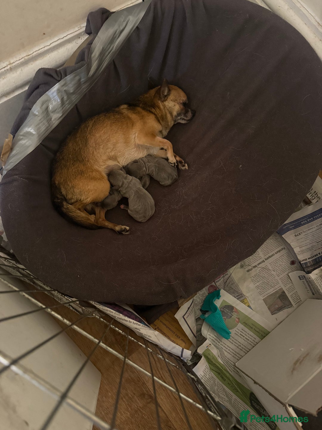 Chihuahua dogs for sale: Sensational KC blue Chihuahua ( smooth ) pups  - Advert 2