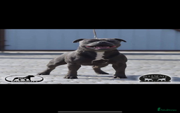 Staffordshire Bull Terrier dogs for sale: Beautiful blue staffy pups excellent pedigree  - Image 24