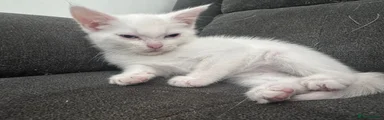 Domestic Shorthair Kitten 4