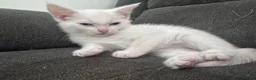 Domestic Shorthair cats for sale: Mum and babies  - Advert 5