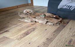 Cockapoo dogs for sale: F1B TOY COCKAPOO PUPPIES - Image 12
