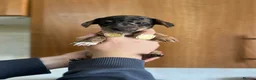 Mixed Breed dogs for sale: Miniature dachshund x Bichon puppies  - Advert 11