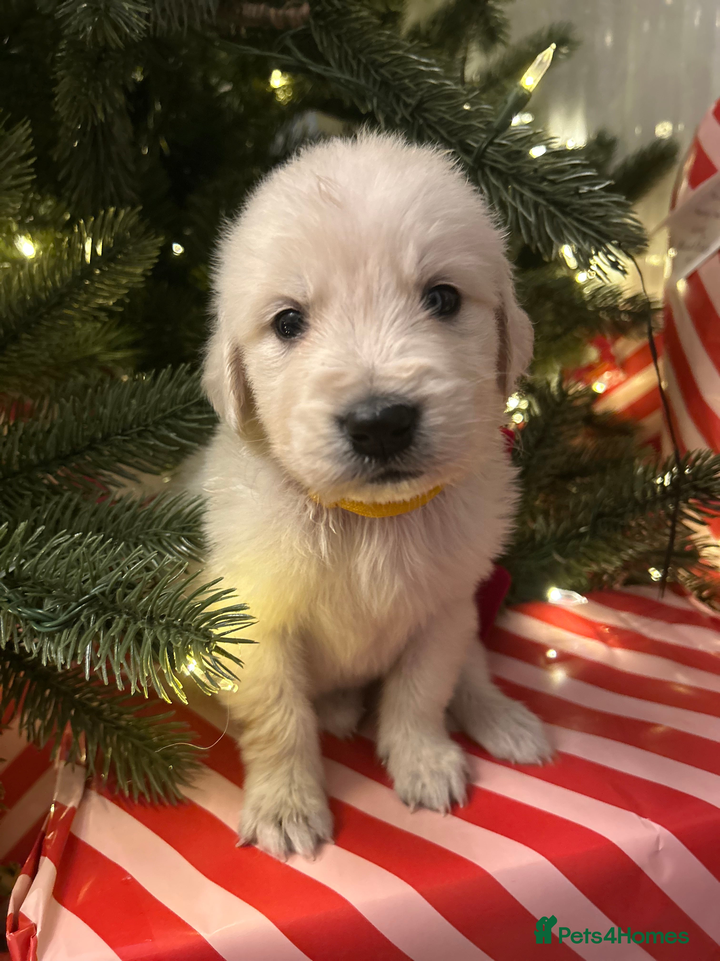 Golden Retriever dogs LAST FLUFFY BOY ! KC REG GOLDEN RETRIEVER BOYS  - Advert 5