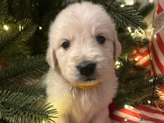 Golden Retriever dogs LAST ONE! KC REG CHUNKY GOLDEN RETRIEVER BOYS - Advert 1