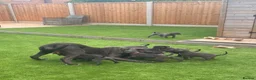 Cane Corso dogs for sale: X-Man Bloodline, Pedigree Cane Corso Puppies - Advert 4