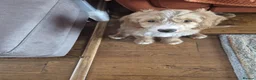 Mixed Breed dogs for sale: Australian double doodles  - Advert 5