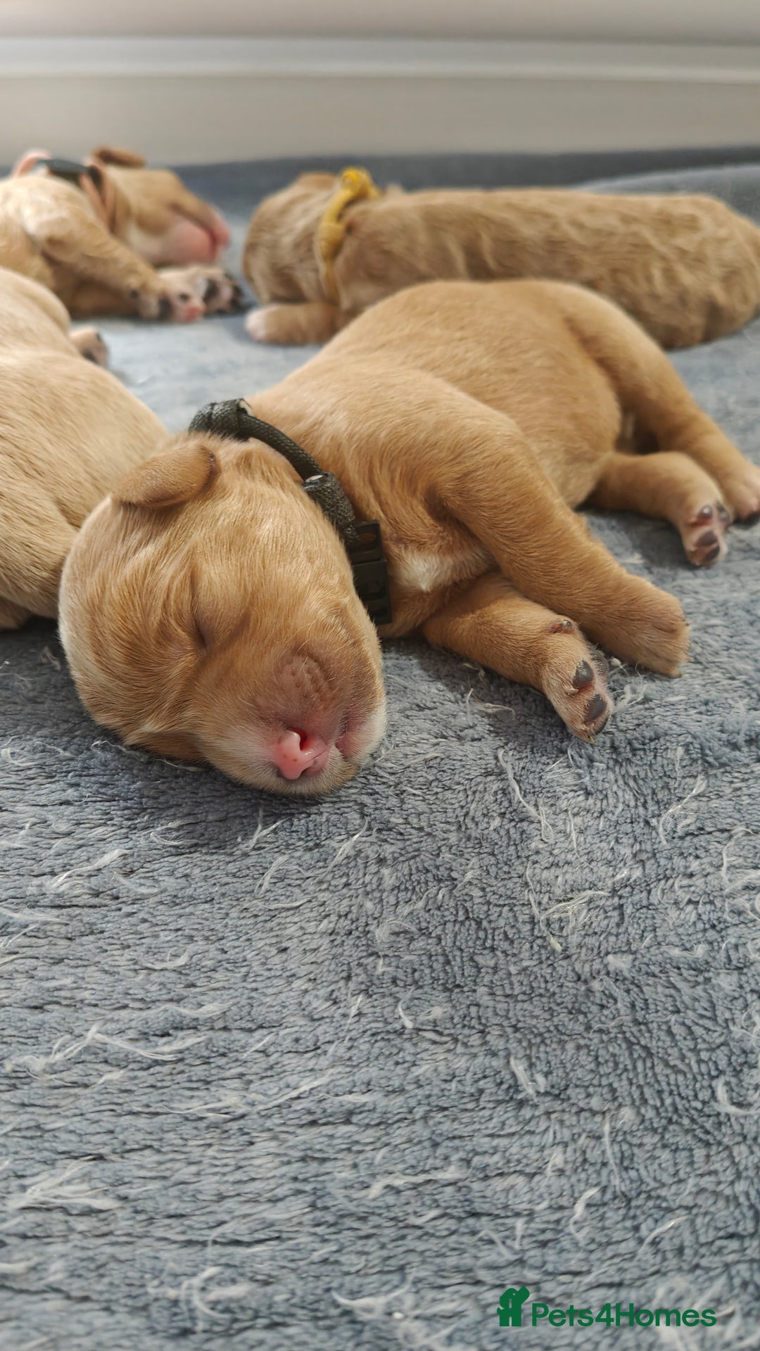 Mixed Breed dogs for sale: ✨2 Health Tested Australian Labradoodles ✨ - Image 13