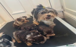 Biewer Terrier dogs for sale: 5 stunning Biewer Terriers - Image 8