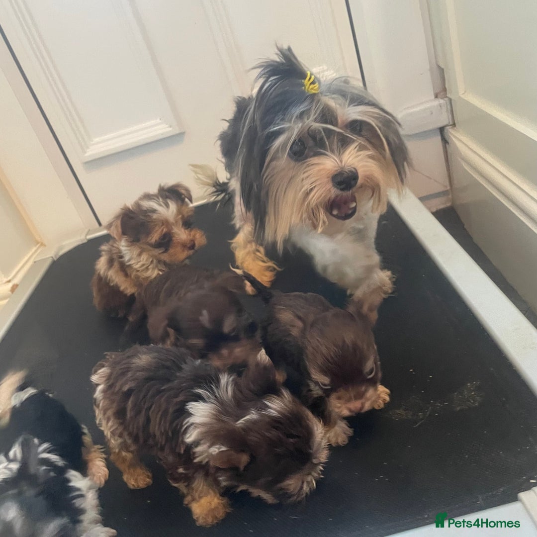 Biewer Terrier dogs for sale: 5 stunning Biewer Terriers - Image 8