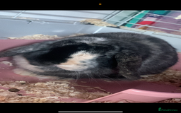 Mini Lop rabbits for sale: 2 mini lop rabbits bonded prefer to go together - Image 2