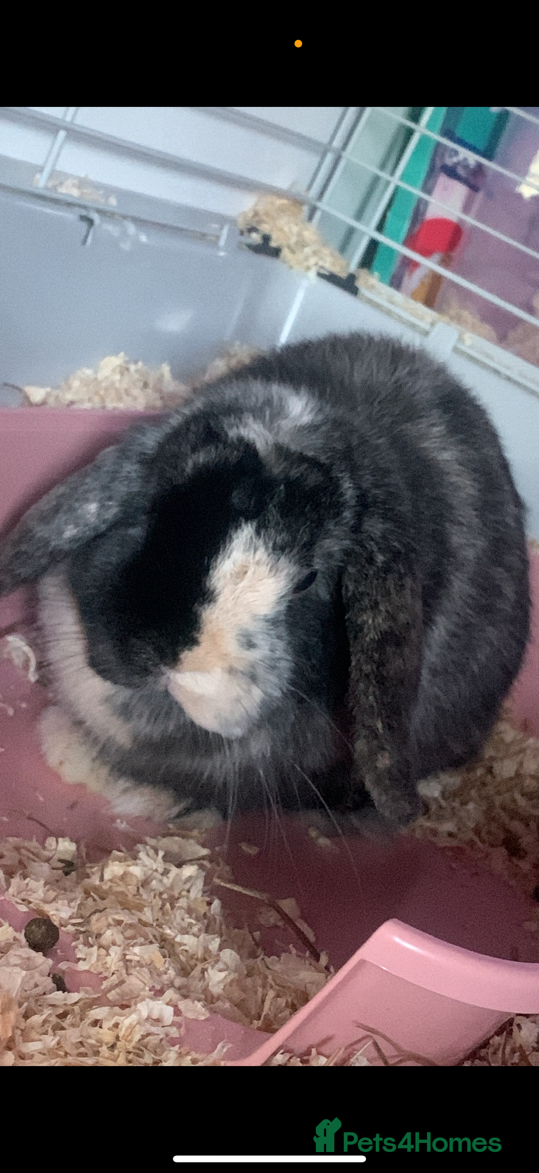Mini Lop rabbits for sale: 2 mini lop rabbits bonded prefer to go together - Image 2
