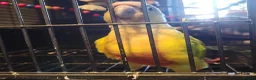 Conures birds for sale: Rehoming Max - Advert 7