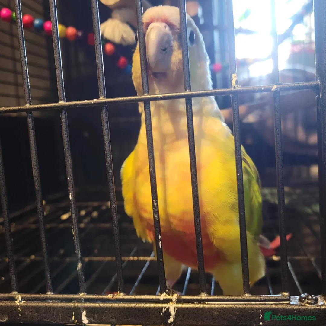 Conures birds for sale: Rehoming Max - Advert 7