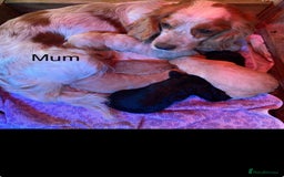 Cocker Spaniel dogs for sale: READY NOW Beautiful cocker spaniel puppies  - Advert 7