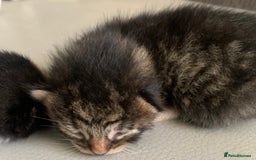 Mixed Breed cats for sale: Mixed litter of beautiful kittens  - Advert 13