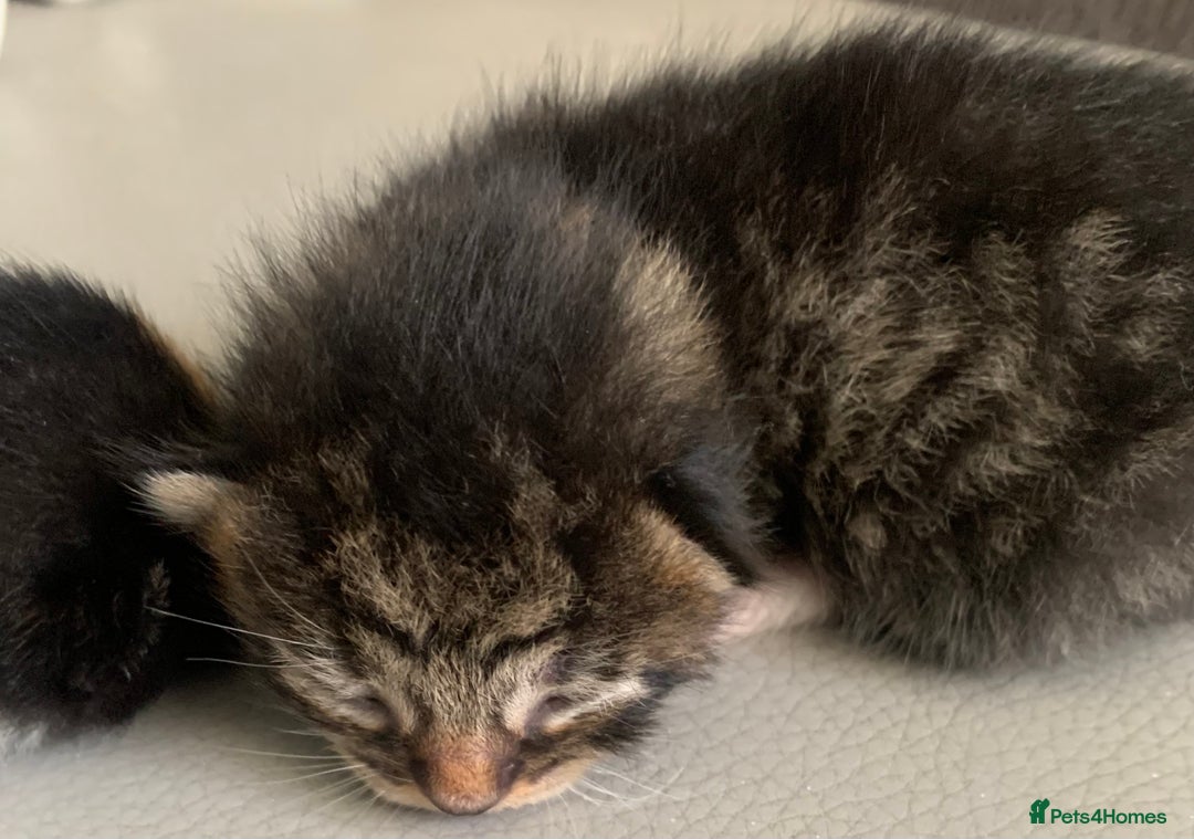 Mixed Breed cats for sale: Mixed litter of beautiful kittens  - Advert 13