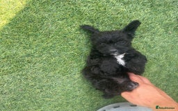 Doxiepoo dogs for sale: Doxiepoos - Image 2