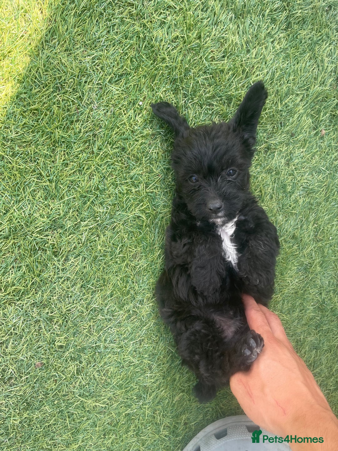 Doxiepoo dogs for sale: Doxiepoos - Image 2