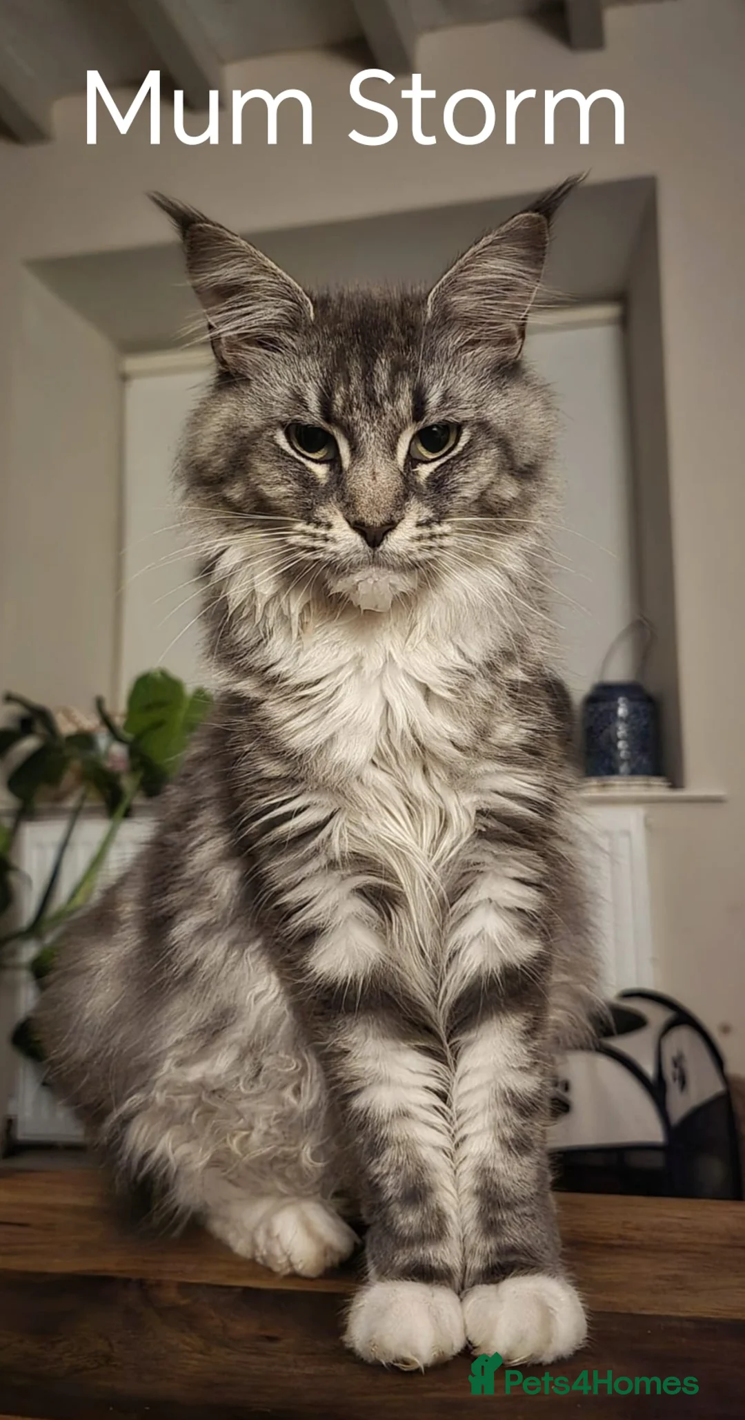 Maine Coon cats for sale: Half Maine Coon Kitten  - Advert 9