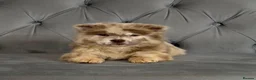 Chow Chow dogs for sale: Stunning exotic colour chowski puppies for sale  - Advert 31