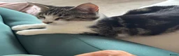 Mixed Breed cats for sale: Beautiful Little Black & White Boy - Advert 10