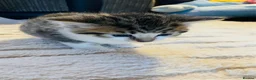 Mixed Breed cats for sale: 5 Gorgeous Bengal x kittens  - Advert 11