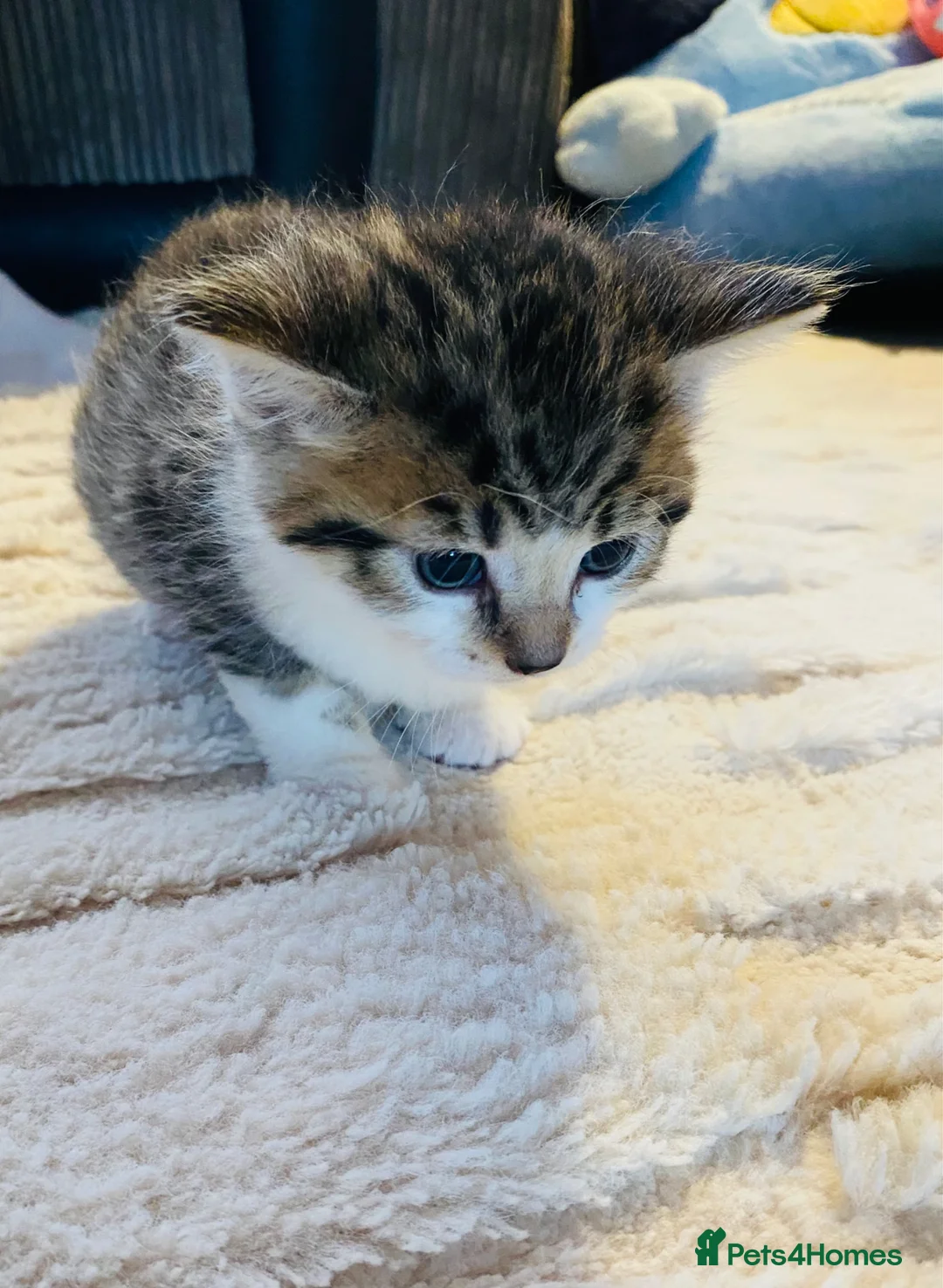 Mixed Breed cats for sale: 5 Gorgeous Bengal x kittens  - Advert 11