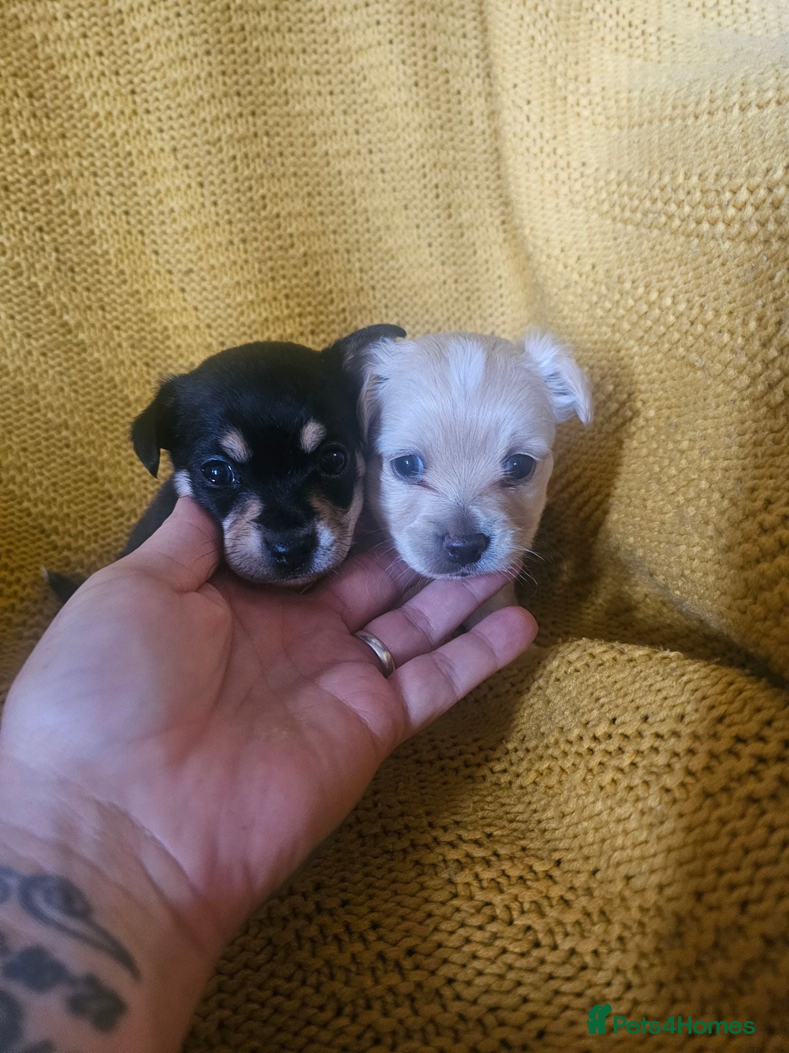 Chorkie dogs Beautiful chorkies  - Advert 17