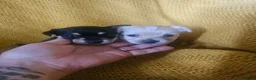 Chorkie dogs for sale: Beautiful chorkies  - Advert 1
