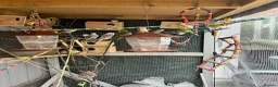 Budgerigars birds for sale: Colourful Budgies – Males & Females – £35 Each in Chelmsford - Advert 3